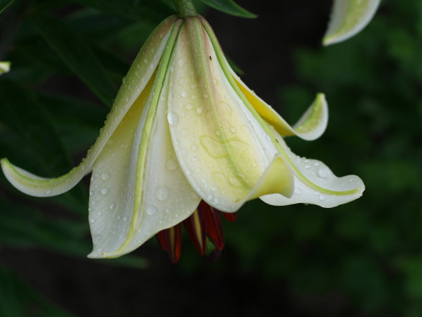 靠近白色亚洲百合花瓣湿与雨滴图片下载