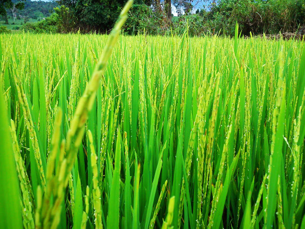 大米树图片下载