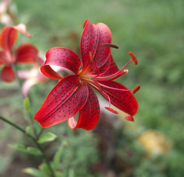 花园里的百合花图片下载