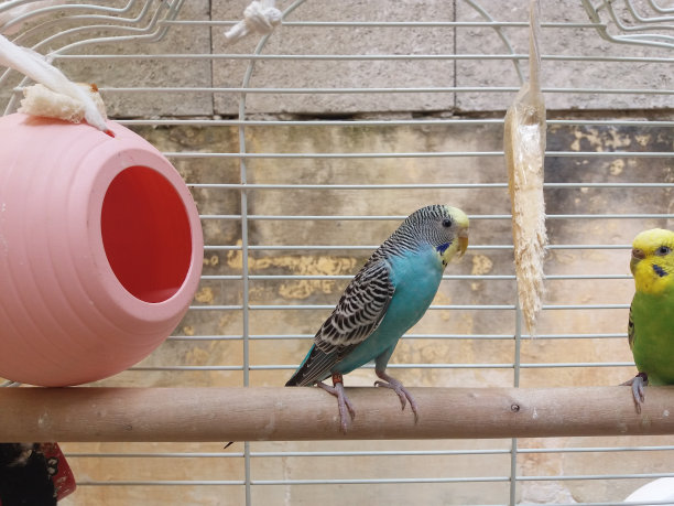 两个budgies图片下载