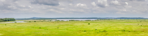 阴天下生机勃勃的草地图片下载