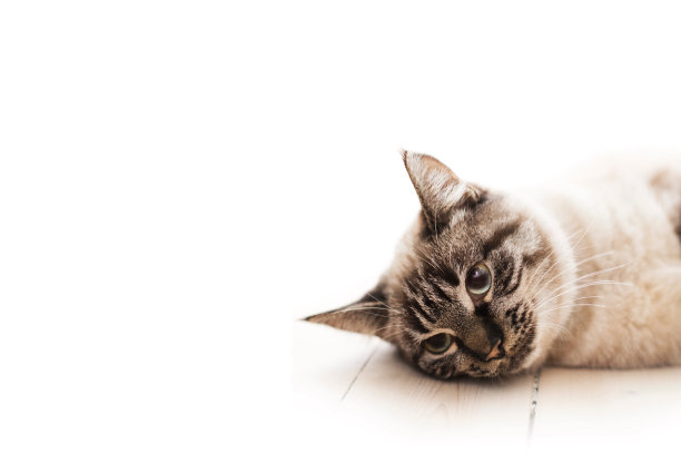 美丽的猫，白雾中的木地板图片下载