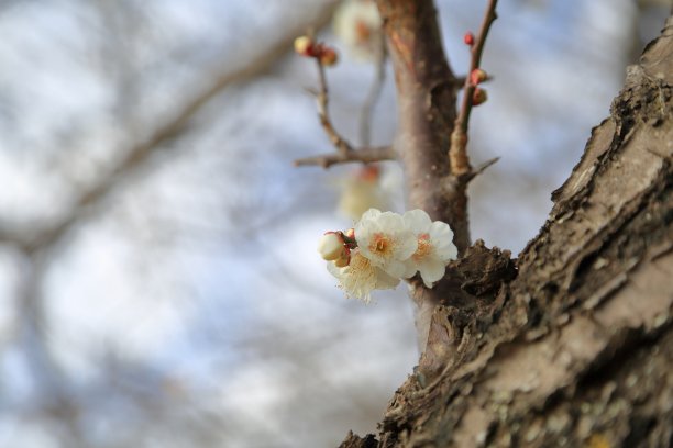 梅花。图片下载