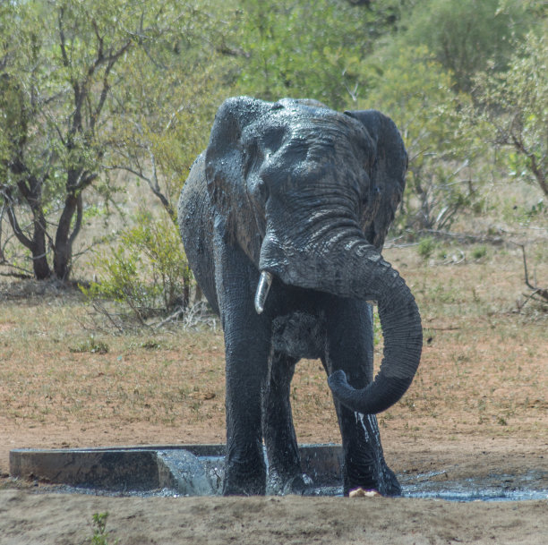 南非的大象图片下载