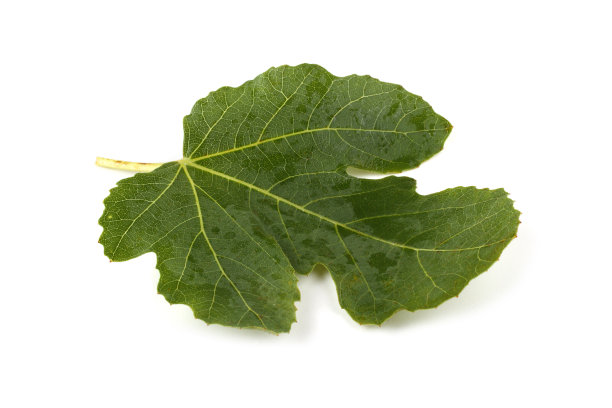 遮羞布图片下载