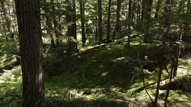 长满青苔的森林图片下载