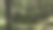 长满青苔的森林图片下载