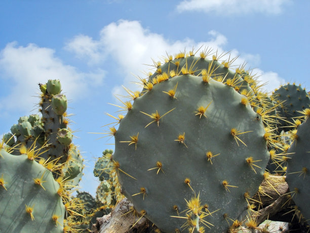德克萨斯州的仙人掌图片下载