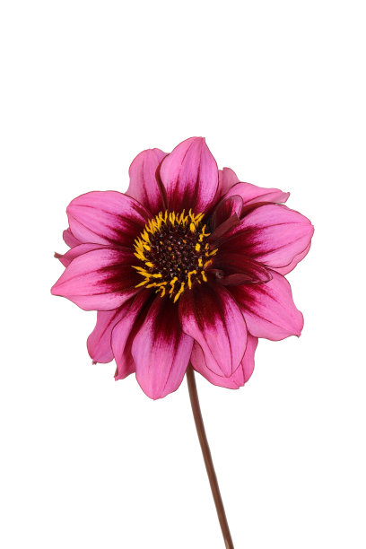 孤立的粉红色和紫色的大丽花图片下载