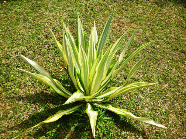 不知名的树,花图片下载