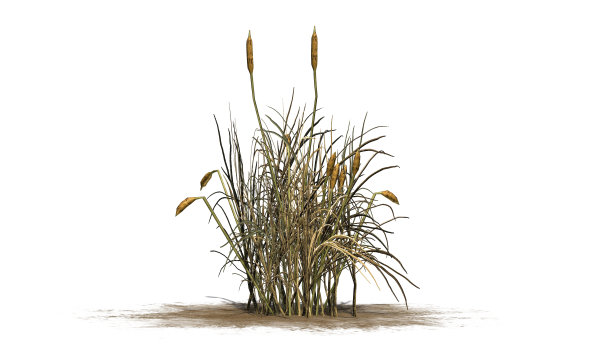 秋天的香蒲在白色的背景上分开图片下载