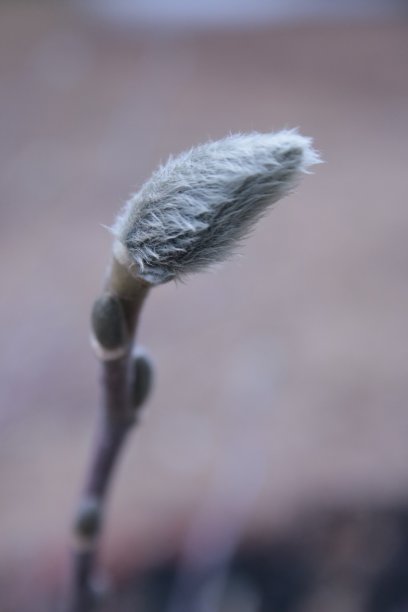 玉兰芽图片下载