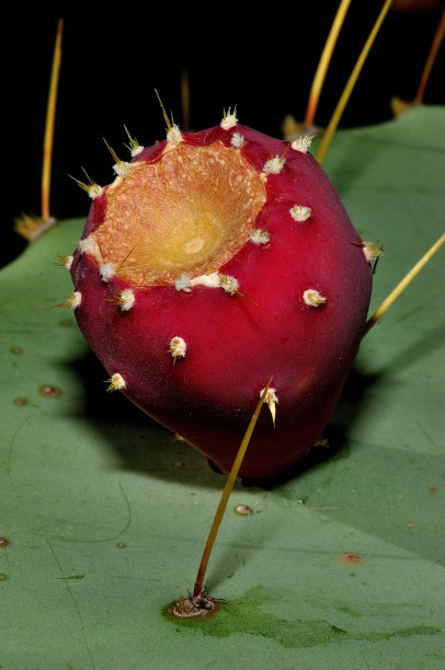 仙人掌的果实图片下载