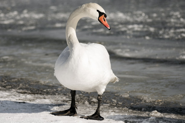 冬天的白天鹅图片下载