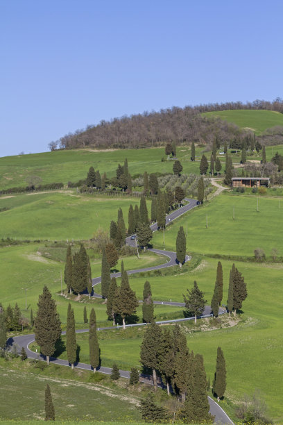 托斯卡纳的柏树巷图片下载