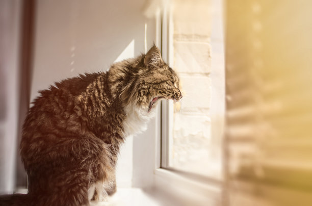 美丽的猫坐在窗台上打哈欠，看着窗外图片下载