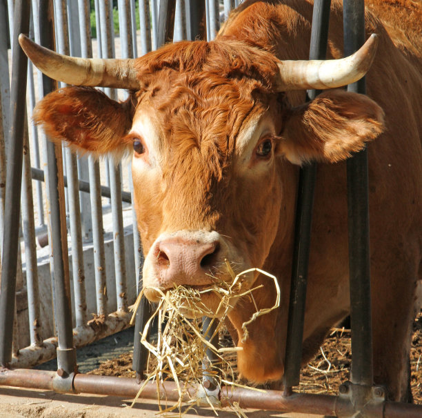 在牲口棚里吃稻草的牛图片下载