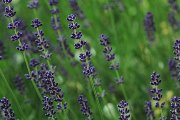 薰衣草图片下载