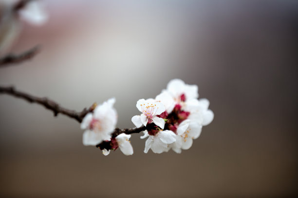 杏花素材图片