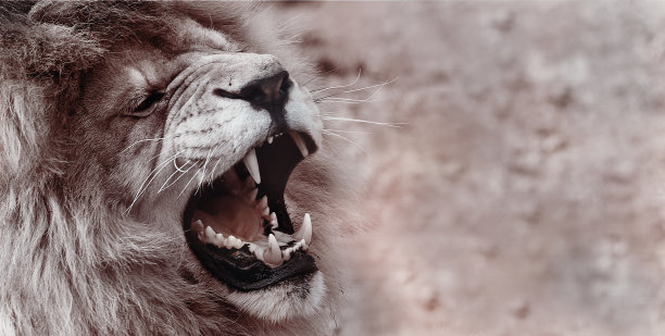 狮子王动物图片下载