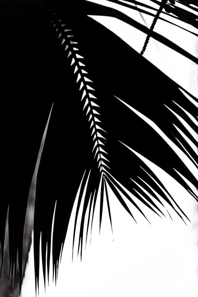 棕榈树轮廓图片下载