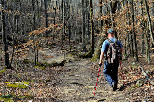 在阔叶林徒步旅行的人图片下载