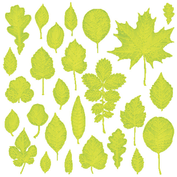 一组绿叶孤立在白色的背景图片下载