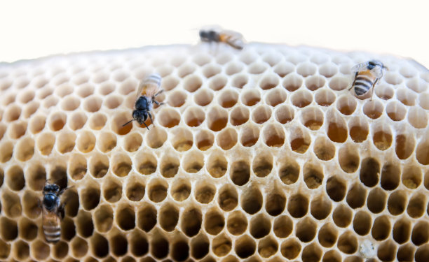 黄色蜂巢，有蜂蜜和蜜蜂，背景图片下载
