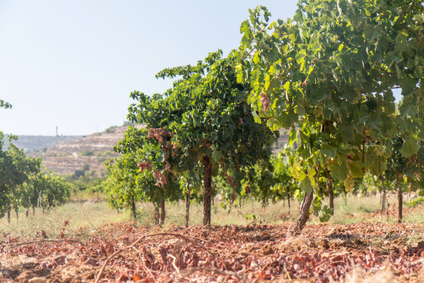 葡萄园图片下载