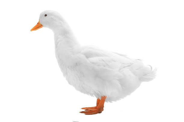 潮湿的鸭子图片下载