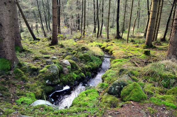 瑞典森林中的一条小溪图片下载