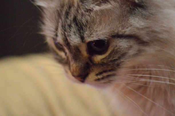 蓝眼睛的猫图片下载