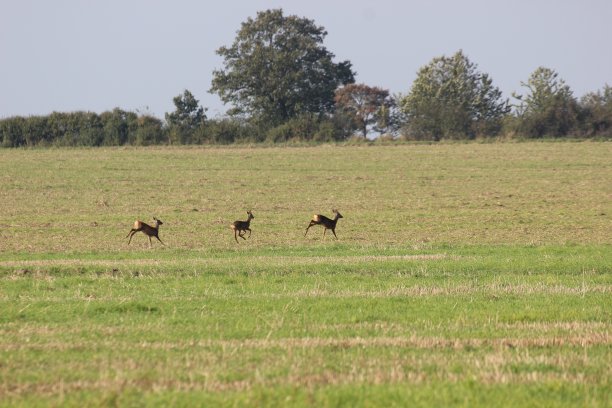 鹿家族图片下载