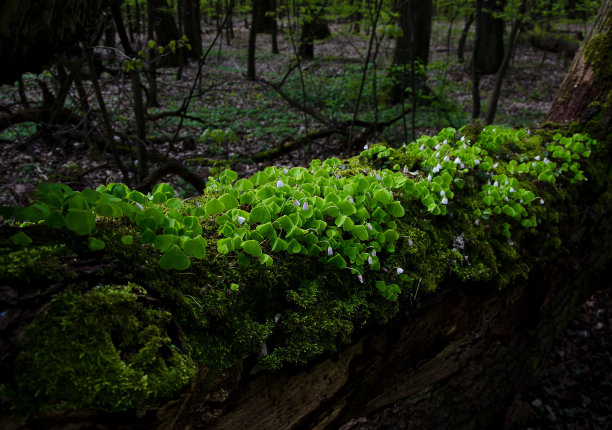 白色的花和绿色的叶子落在森林里的一棵树上图片下载