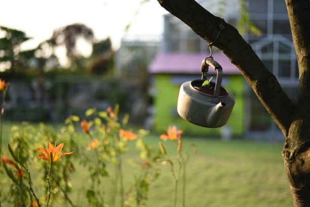 午后的阳光图片下载