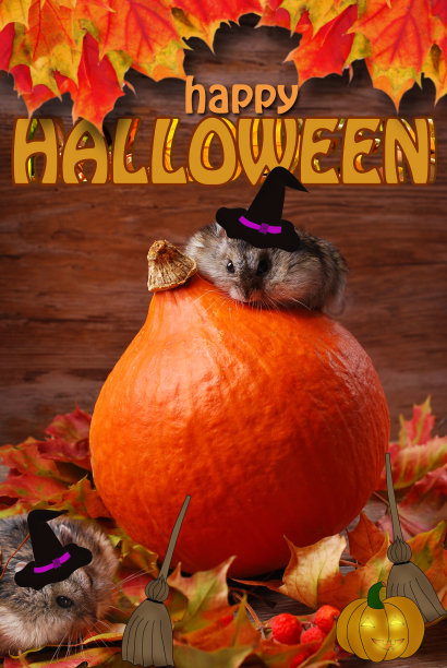 两只戴着女巫帽的仓鼠图片下载