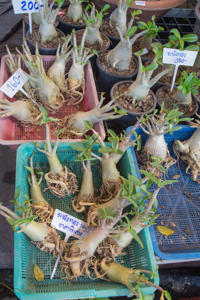 把植物放在篮子里。图片下载