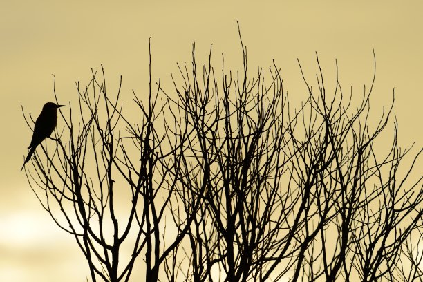 鸟的轮廓图片下载