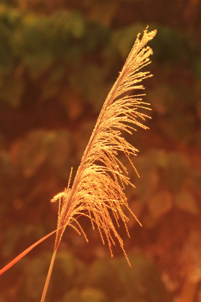 阳光下的金色野草图片下载