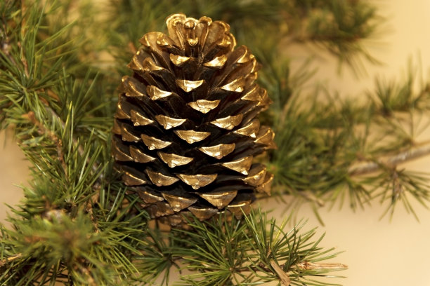 圣诞节的松果图片下载