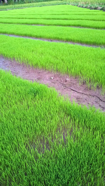 年轻的稻田图片下载