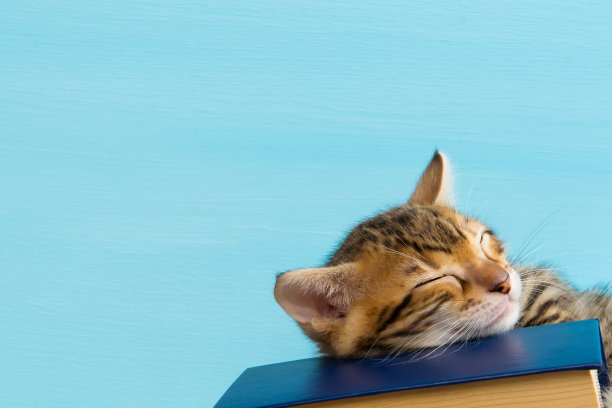 孟加拉小猫睡在蓝皮书上图片下载