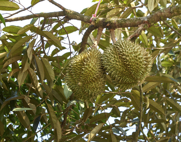 榴莲图片下载