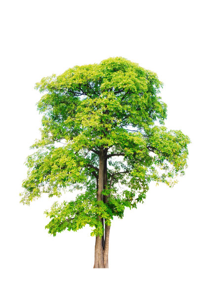 树孤立在白色的背景图片下载