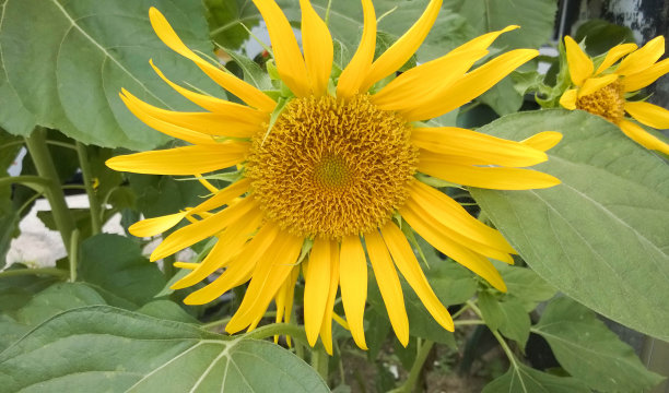 向日葵图片下载