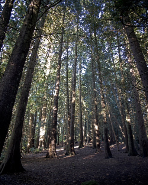 高的森林场景图片下载
