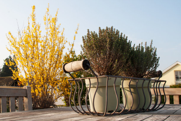 百里香在花盆图片下载