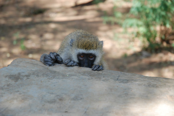 Vervet猴图片下载