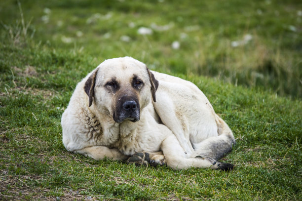 狗，狗，狗，肖像狗图片，不同品种的狗，躺着的狗，玩着的狗，睡觉的狗图片，有趣和美丽的狗图片，流浪狗，饥饿和疲倦的狗，可爱的狗图片下载