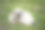 狗，狗，狗，肖像狗图片，不同品种的狗，躺着的狗，玩着的狗，睡觉的狗图片，有趣和美丽的狗图片，流浪狗，饥饿和疲倦的狗，可爱的狗图片下载